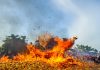 Festival Bakar Tongkang Datangkan Manfaat Ekonomi Bagi Masyarakat Riau