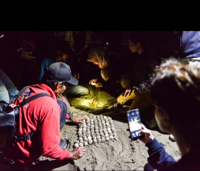 Meru Betiri, Kawasan Konservasi yang Jadi 'Rumah' Penyu Belimbing