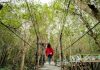 Kemenparekraf Siap Dukung Pengelolaan Ekosistem Mangrove untuk Ekowisata