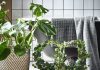 5 Cara Menata Tanaman Hias Segarkan Suasana Rumah ala IKEA