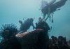 Menparekraf Lakukan Transplantasi Terumbu Karang di Desa Wisata Pulau Pramuka Wujud Praktik Pariwisata Berkelanjutan