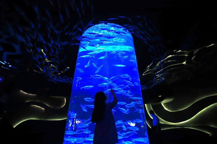 Rayakan Dirgahayu ke-79 RI dengan Pengalaman Unik: Menyanyi dan Panjat Pinang dalam Air di Jakarta Aquarium & Safari!