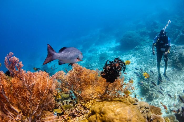 Ini Tiga Langkah Strategis Kementerian Pariwisata Tangani Isu Tambang Nikel di Raja Ampat