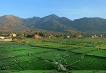 Agoda: Puncak dan Surakarta Catat Peningkatan Minat Wisatawan Jelang Libur Panjang Hari Buruh 2026