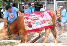 Kokola Group bersama Mamah Dedeh Salurkan Qurban Sapi Limosin di Ciamis