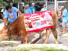 Kokola Group bersama Mamah Dedeh Salurkan Qurban Sapi Limosin di Ciamis Berita Perjalanan dan Pariwisata