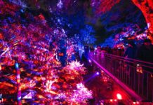 Lightscape Perth 2026 Sulap Kings Park Menjadi Destinasi Musim Dingin Penuh Cahaya dan Keajaiban