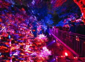 Lightscape Perth 2026 Sulap Kings Park Menjadi Destinasi Musim Dingin Penuh Cahaya dan Keajaiban Berita Perjalanan dan Pariwisata