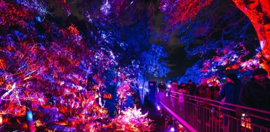 Lightscape Perth 2026 Sulap Kings Park Menjadi Destinasi Musim Dingin Penuh Cahaya dan Keajaiban Berita Perjalanan dan Pariwisata