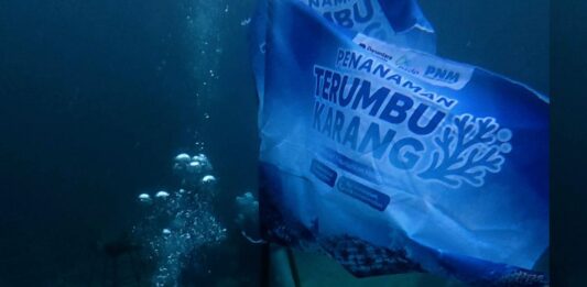 Jaga Ekosistem Laut Indonesia, ASDP Perkuat Konservasi Terumbu Karang di Pesisir Bau-Bau Berita Perjalanan dan Pariwisata