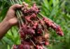 Dari Laboratorium ke Industri, Jahira Dorong Jahe Merah Indonesia Naik Kelas Berita Perjalanan dan Pariwisata