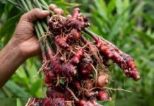 Dari Laboratorium ke Industri, Jahira Dorong Jahe Merah Indonesia Naik Kelas