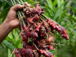 Dari Laboratorium ke Industri, Jahira Dorong Jahe Merah Indonesia Naik Kelas Berita Perjalanan dan Pariwisata