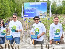 Hijaukan Pesisir, ASDP Tanam 2.500 Mangrove di Pagimana Berita Perjalanan dan Pariwisata